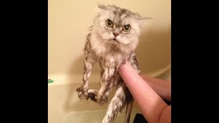 Лучшие кошачие фейлы месяца! Смешные падения, недоразумения и просто очень странные кошки! Лучшие кошачие фейлы месяца! Смешные падения, недоразумения и просто очень странные кошки!