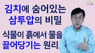 삼투현상, 삼투압은 무엇이며 우리주변의 삼투현상은 어떤 것이 있나? 화학세상