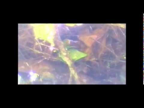 A brief glimpse at some Brown-backed Parrotlets