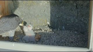 Great Spirit Bluff Falcon Cam ~ Rise \& Shine ~ Breakfast Is Served 5.16.18