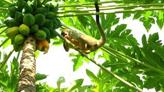 Guianan squirrel monkey (Saimiri sciureus) on a papaya tree, French Guiana