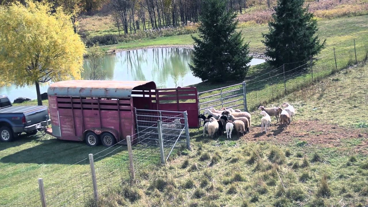 Sustainable Farming - Grass Fed Sheep and Free Range Trailer Loading!