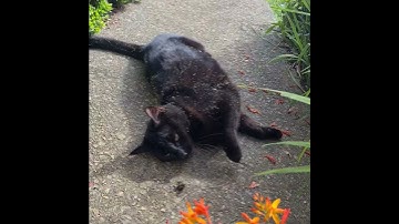 Black cat gets covered in catnip!