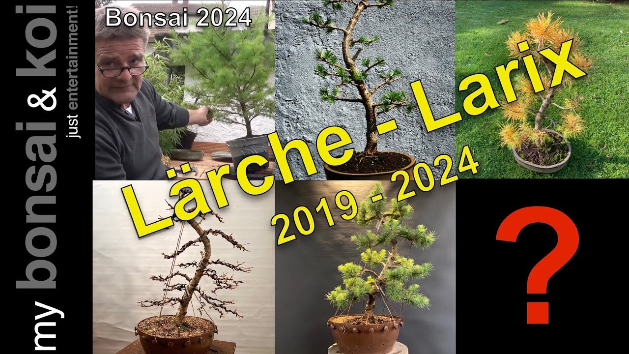 Bonsai 2024-22 - japanische Lrche - Larix kaempferi - was in vier Jahren  mglich ist