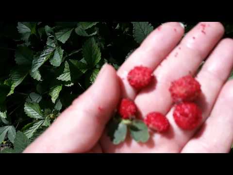 Что выросло из китайских семян. Клубника ли это?