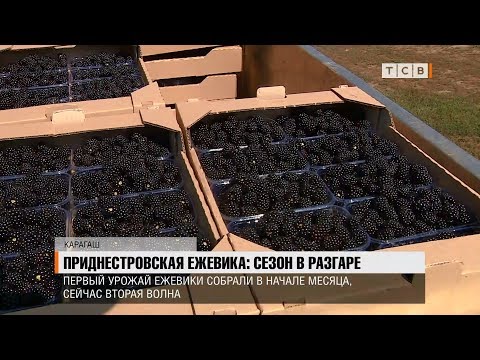 Приднестровская ежевика: сезон в разгаре