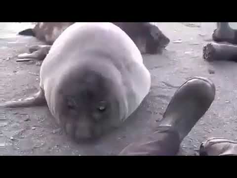 ayo is dat a seal fart???