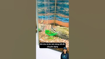 Ống cho cá ăn sử dụng dễ dàng giúp sạch nước và tiết kiệm thức ăn #aquarium #youtubeshorts