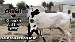 Big Beast with Extraordinary Kohaan || Crush of Farrukh Cattle Farm 2020