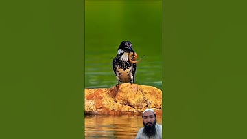 AL-IKHLAS (سورة الاخلاص) - Egzon Ibrahimi #egzonibrahimi #ikhlas #سورة_الإخلاص