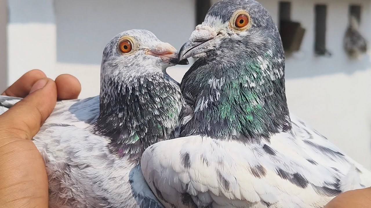 DHAMAKEDAR SHOK,, HAPUR SE USTAD SAJJAN  KE MADRASI KABUTAR #pigeon #kabootar #BIRDSREAL