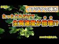 【#126】イチジクの挿木！たったこれだけで，生育速度が倍増する！萌芽日数の短縮，活着率の増加！必見です！