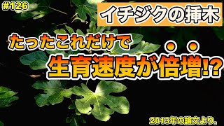 【#126】イチジクの挿木！たったこれだけで，生育速度が倍増する！萌芽日数の短縮，活着率の増加！必見です！
