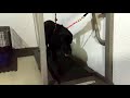 Charlottesville Dog Training - Treadmill training Sully the black lab Charlottesville Dog Training - Treadmill training Sully the black lab