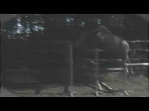 Quintero - Showjumping stallion for sale