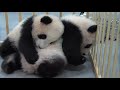 シャオシャオとレイレイ　丸太にしがみついたりするよ　上野動物園のジャイアントパンダの双子、成長中