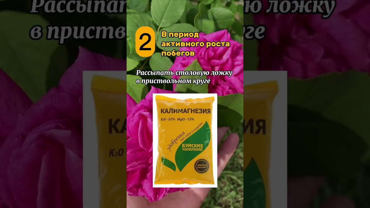 Подкормка роз для пышного цветения 🌹 #flower #розы #удобрение #подкормки #садоводство