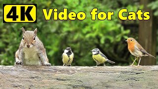 Cat TV 24/7  Birds & Squirrels Play for Cats to Watch  Bird Videos for Cats & Dogs