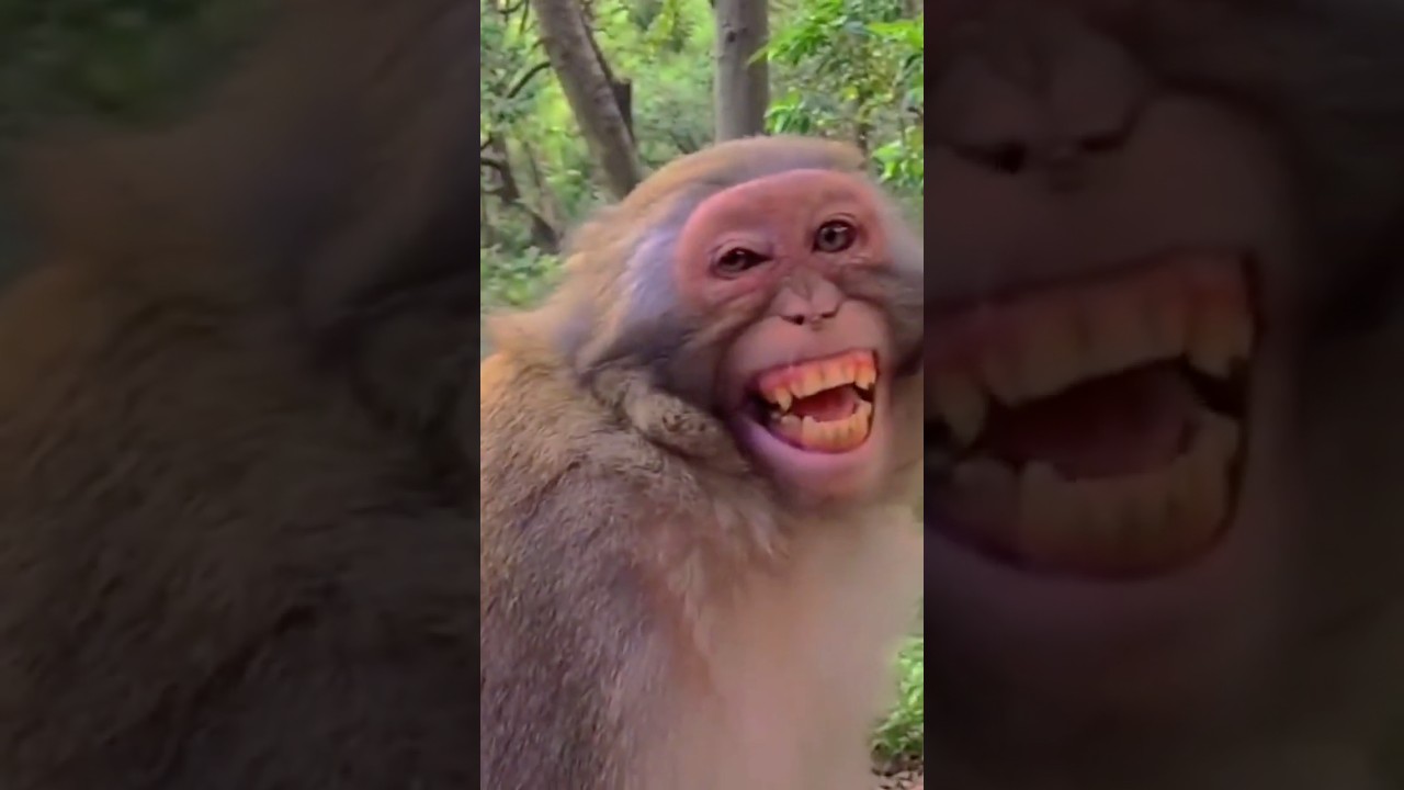 God Made Animals to Dance and Make Us Laugh! Epic Funny Fails! 