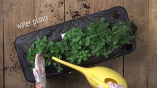 EarthBox Junior Planting