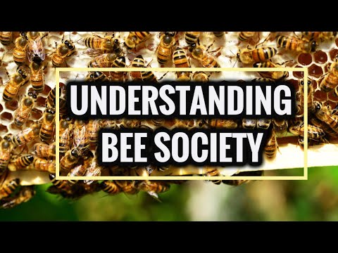 Honey Bee Society Structure and Organization
