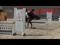 Horse Fails And Falls