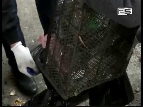 დასუფთავების აქცია ხელვაჩაურში