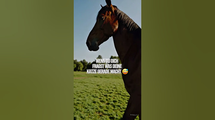 Katze reitet auf Pferd: Und du suchst sie! #katze #katzen #pferd #pferde #reiten #riding #sommer
