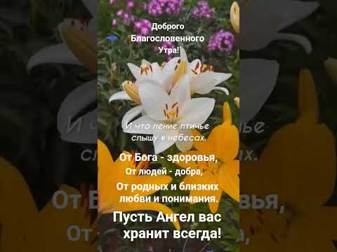 Доброго, Благословенного утра! Пусть Ангел вас хранит всегда🙏 #доброеутро #пожелания