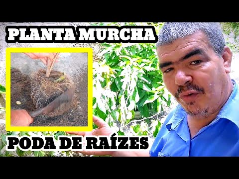 Vídeo: Cultivando raízes saudáveis: dicas para identificar raízes saudáveis em plantas