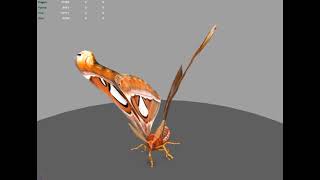 Insects animation for AR (DEVAR)
