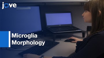Microglia Morphology