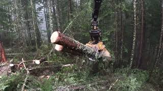 Tethering the last corner above the creek buffer