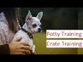 Chihuahua Training - A Detailed Video on Potty Training & Crate Training A Chihuahua