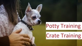 Chihuahua Training  A Detailed Video on Potty Training & Crate Training A Chihuahua
