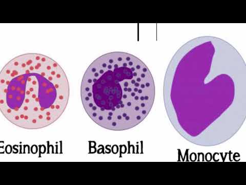 Hematology lecture 3 (neutrophils)