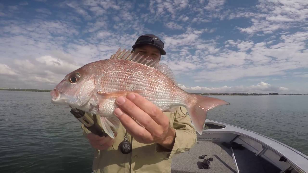 Brisbane River Fishing YouTube
