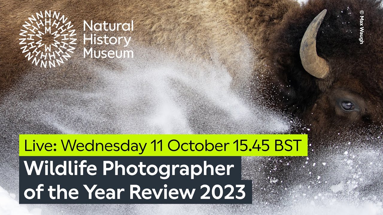 Wildlife Photographer of the Year 2023: The winning images