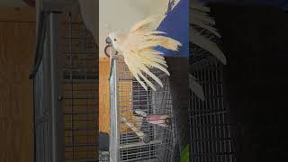 Cockatoo Shower Day 🚿  part 2 by Mr. Max T.V. 1,992 views 6 days ago 4 minutes, 46 seconds