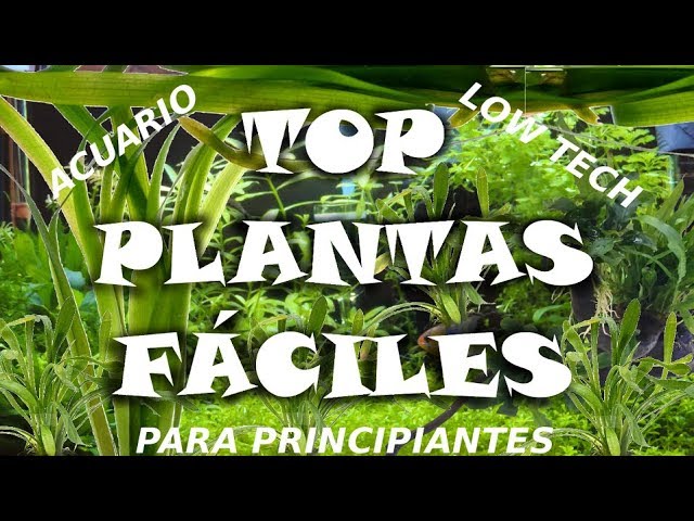 jamón Permanente camuflaje TOP PLANTAS FÁCILES (Acuario Low Tech - Principiante)👌🌿-=l[ MiTu HD ]l=-  - YouTube