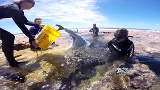 2019 Minerva Reef Lobster Rodeo