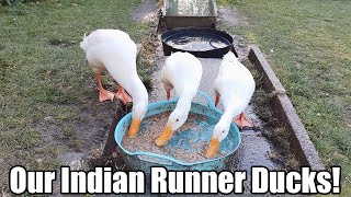 Our Indian Runner Ducks  Cleanout Time!