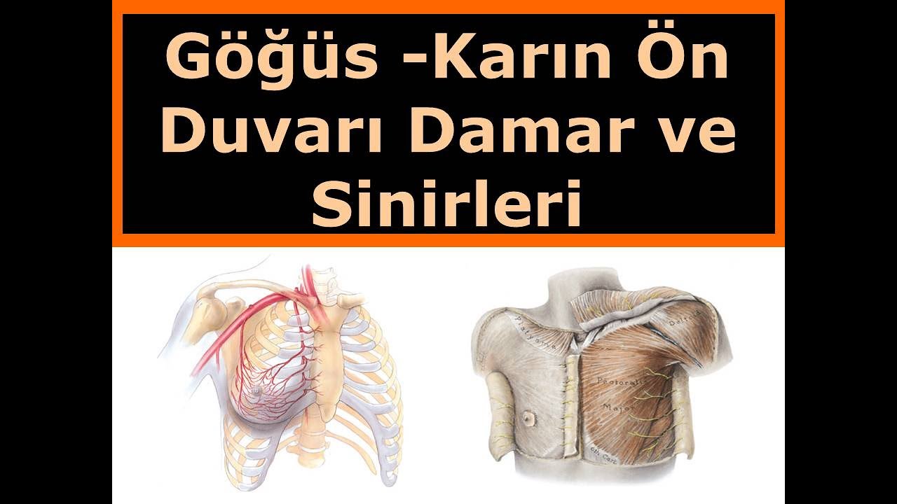 Göğüs Karın Ön Duvarı Damar ve Sinirleri YouTube Göğüs Karın Ön Duvarı Damar ve Sinirleri YouTube