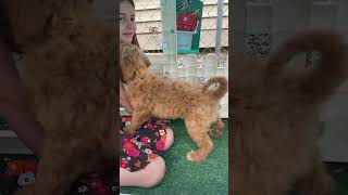 Puppy playtime is off the chain! Gingies 10 week old goldendoodles are having a doggone good time!