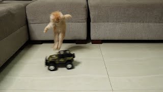 Kitten vs RC Car | Cat's Funny Reactions to RC Car