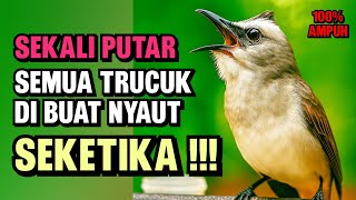 Suara Trucukan Gacor Ngalas & Ropel - Pancingan Terbaik | Agar Cepat Bunyi