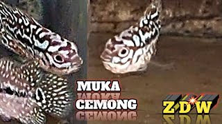 CEMONG FACE || ORIGINAL THAILAND KAMFA F2 LOUHAN FRY