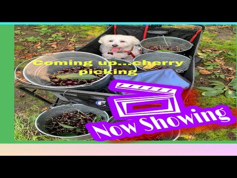 Video: Ano Ang Cherry Plum
