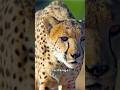 How The Mother Cheetah hunts for prey. #shorts #wildlife #animals