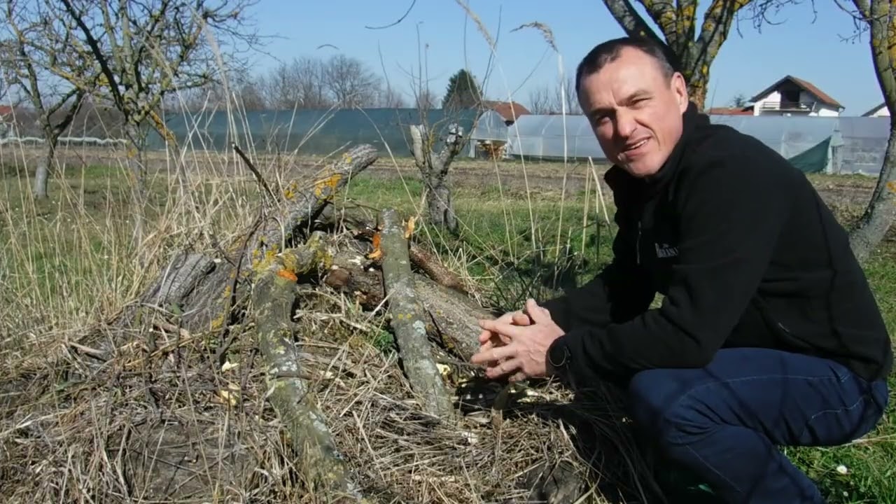 Moj prvi uspješni mravinjak